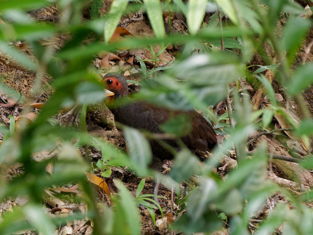 Philippine Megapode - ML643872044