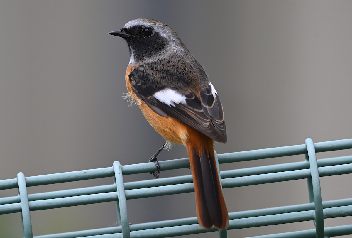 Daurian Redstart - ML643872050