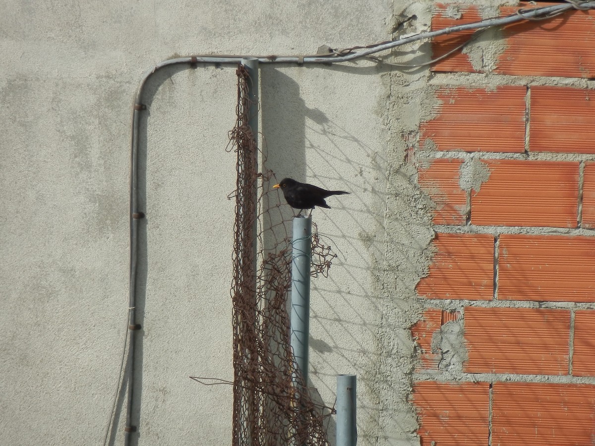 Eurasian Blackbird - ML643872074