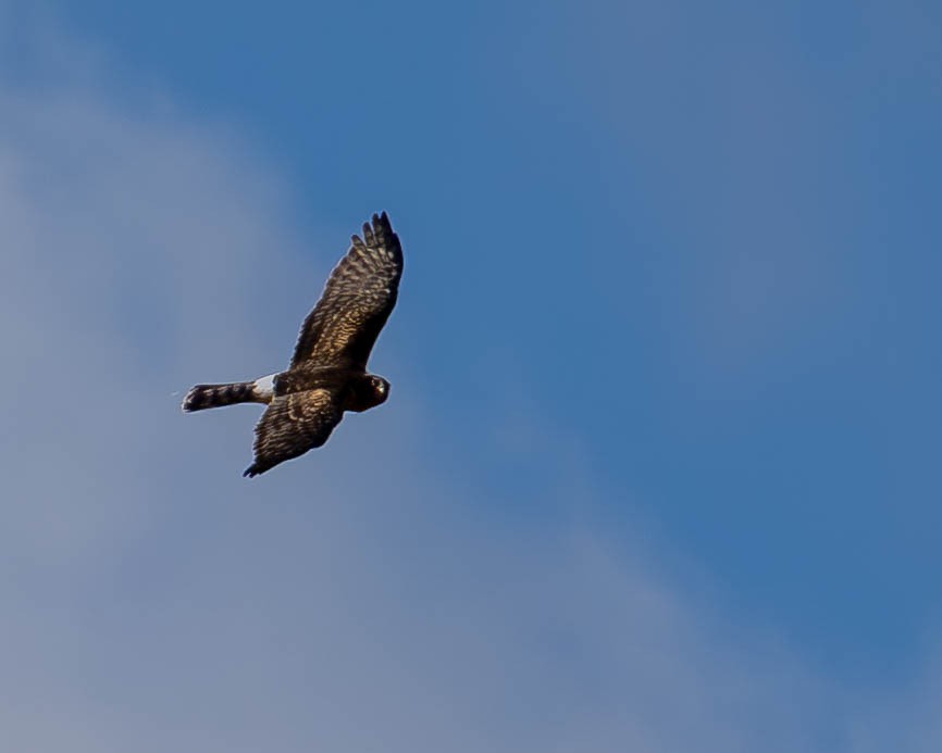 Northern Harrier - ML643872075