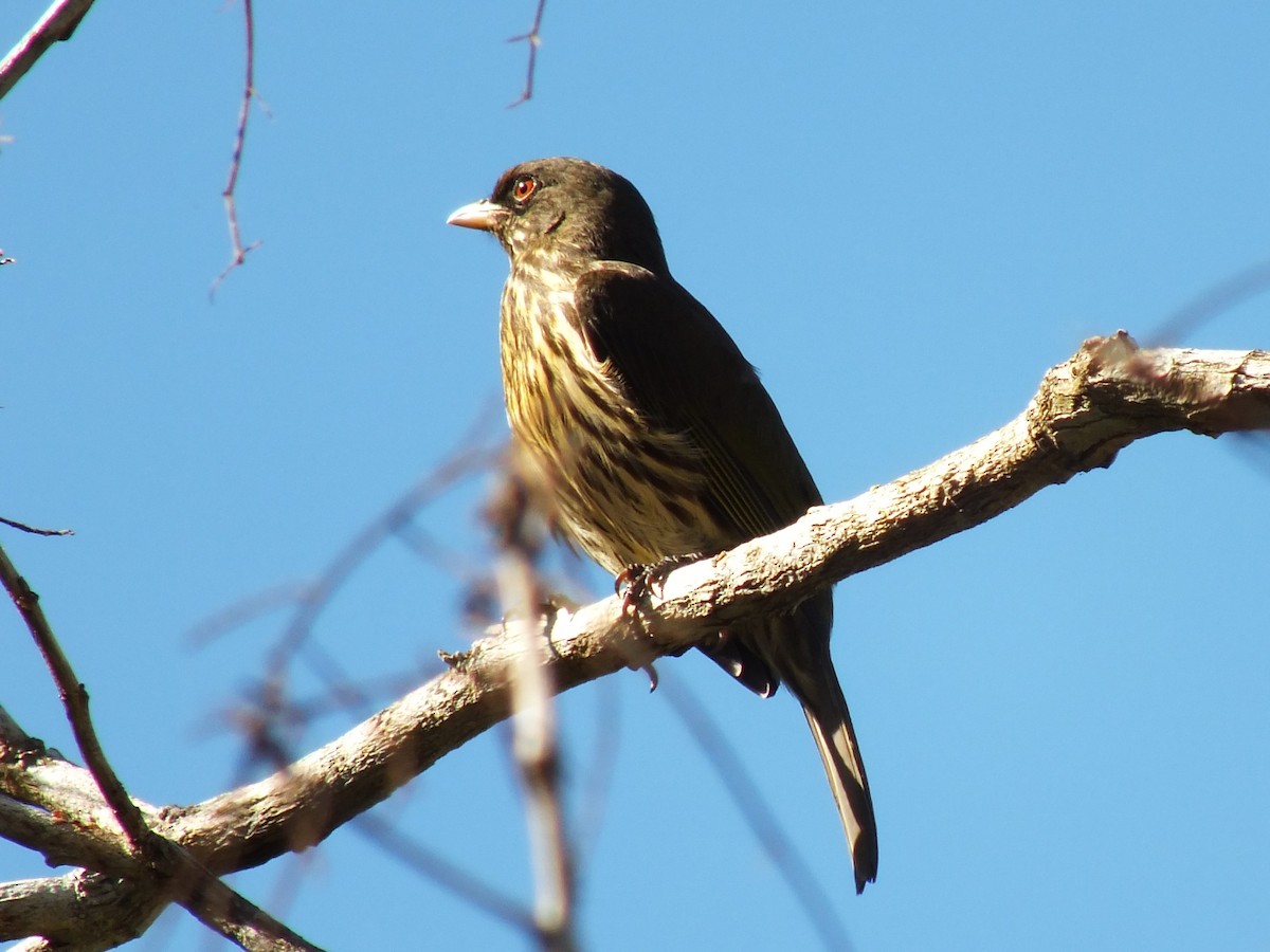 Palmchat - ML643872077