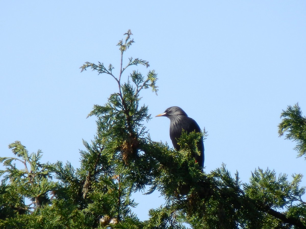 Spotless Starling - ML643872080