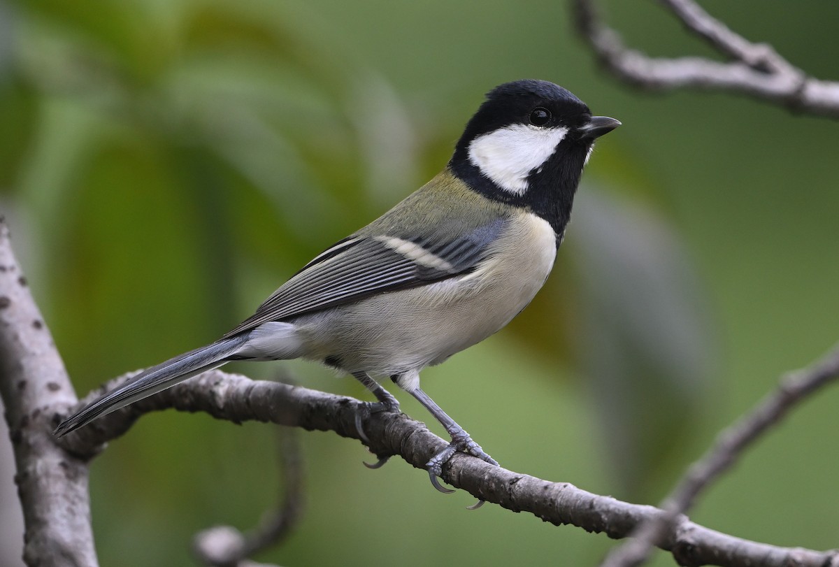 Asian Tit - ML643872086