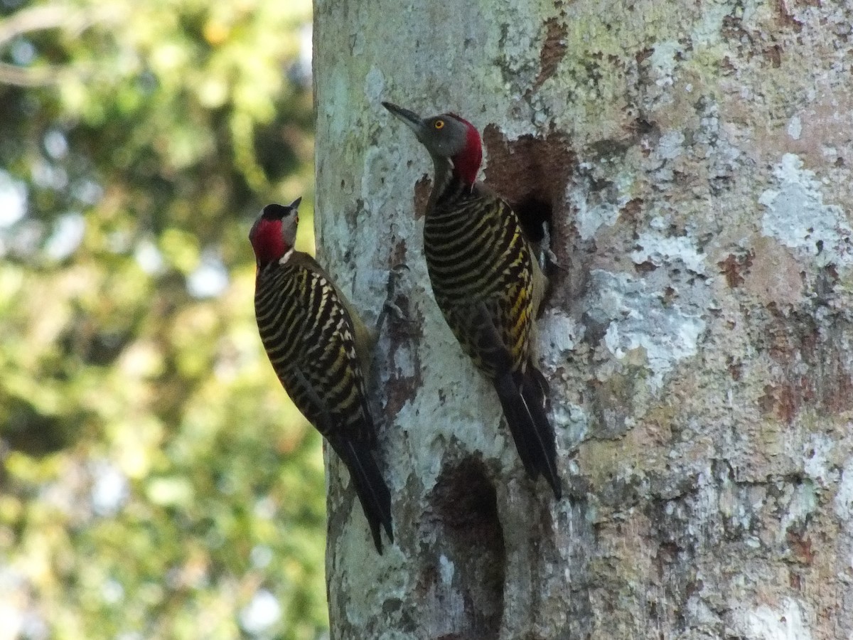 Hispaniolan Woodpecker - ML643872089