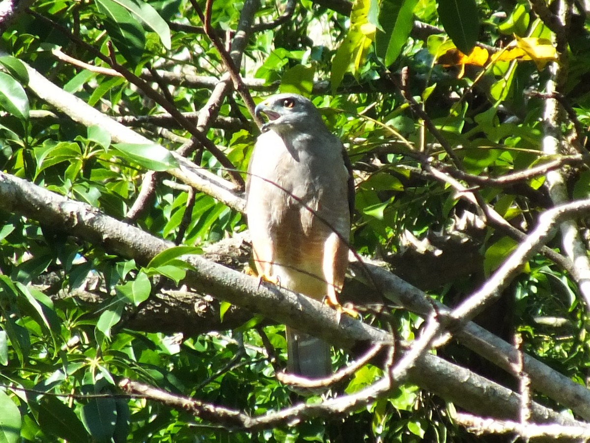 Ridgway's Hawk - ML643872096