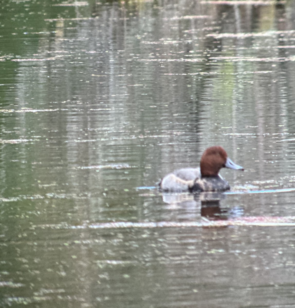 Redhead - ML643872107