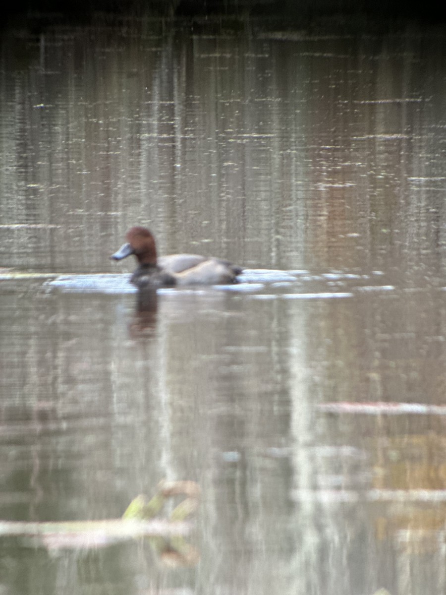 Redhead - ML643872108