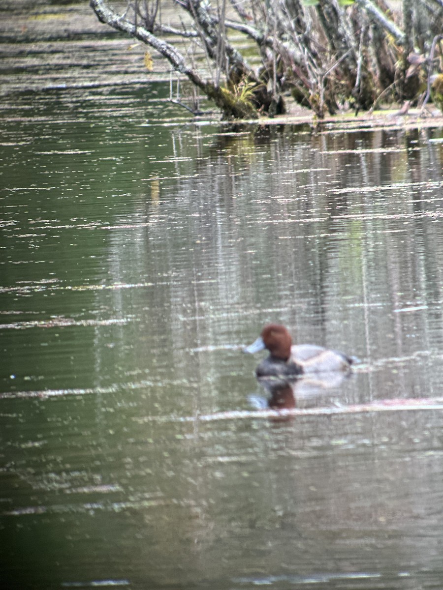 Redhead - ML643872109