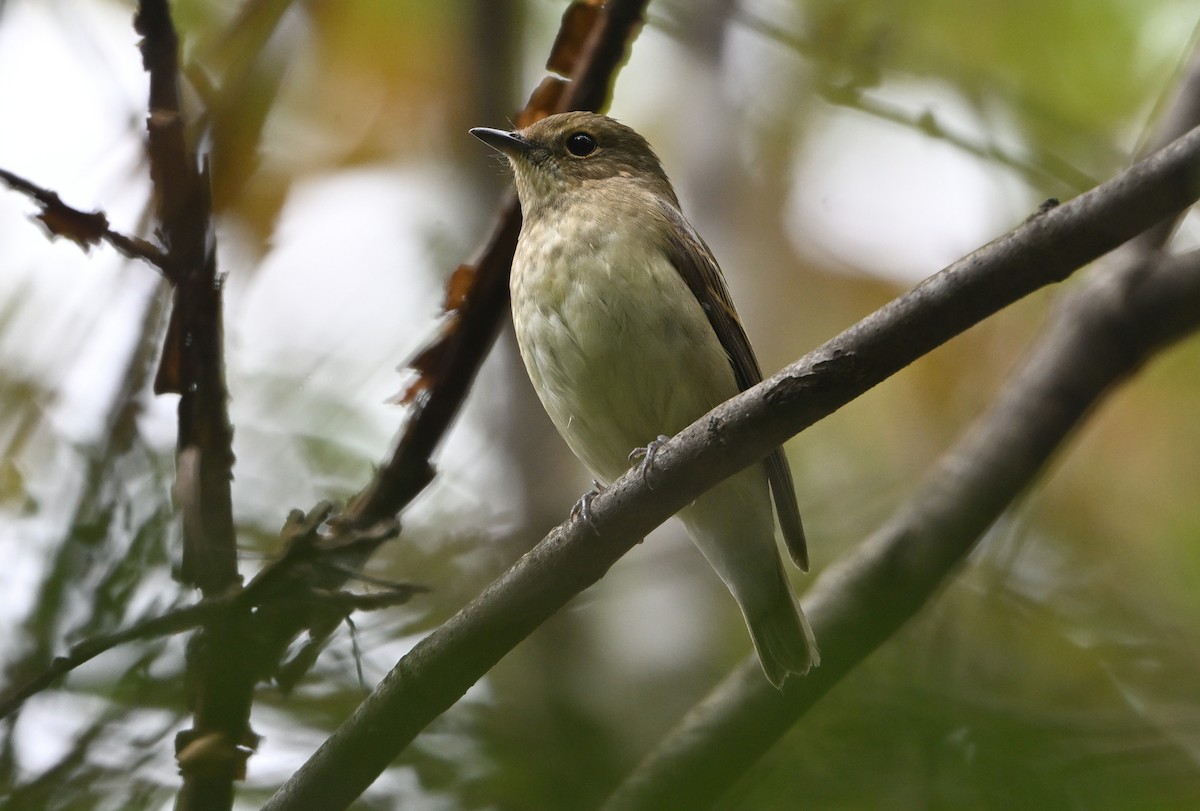 Narcissus Flycatcher - ML643872111