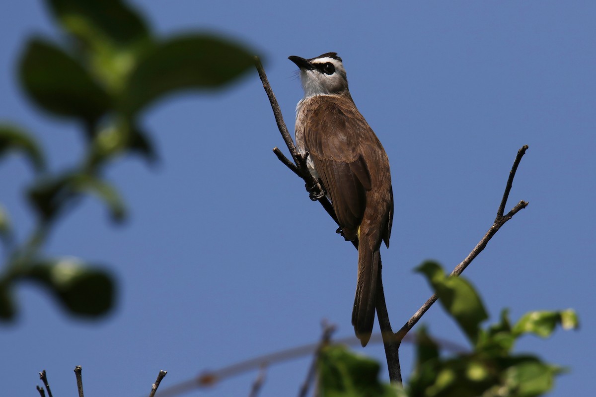 Yellow-vented Bulbul (Sunda) - ML643872115
