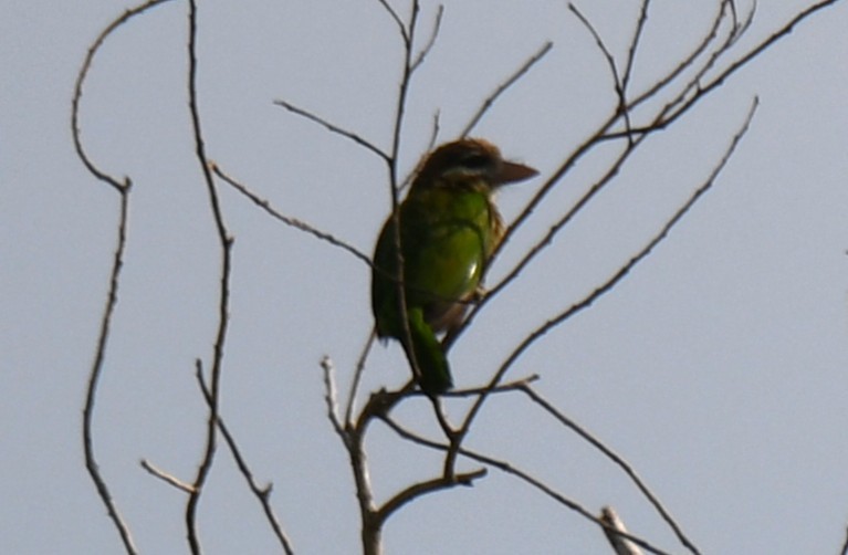 White-cheeked Barbet - ML643872142