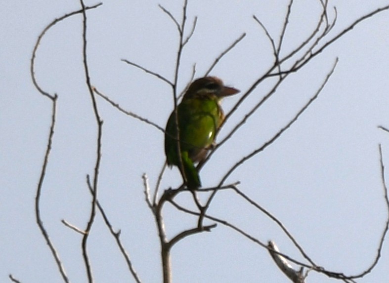 White-cheeked Barbet - ML643872144
