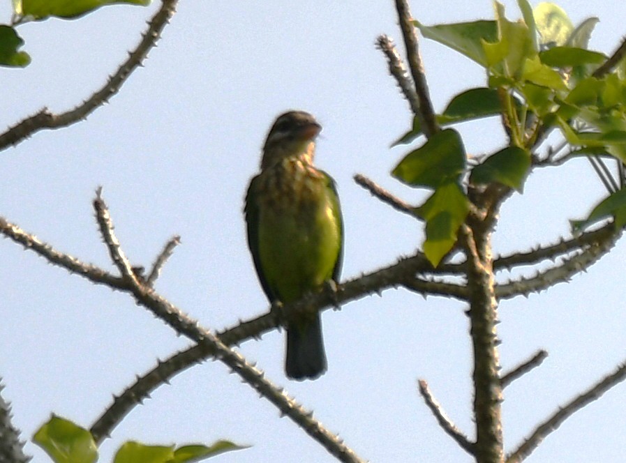 White-cheeked Barbet - ML643872146