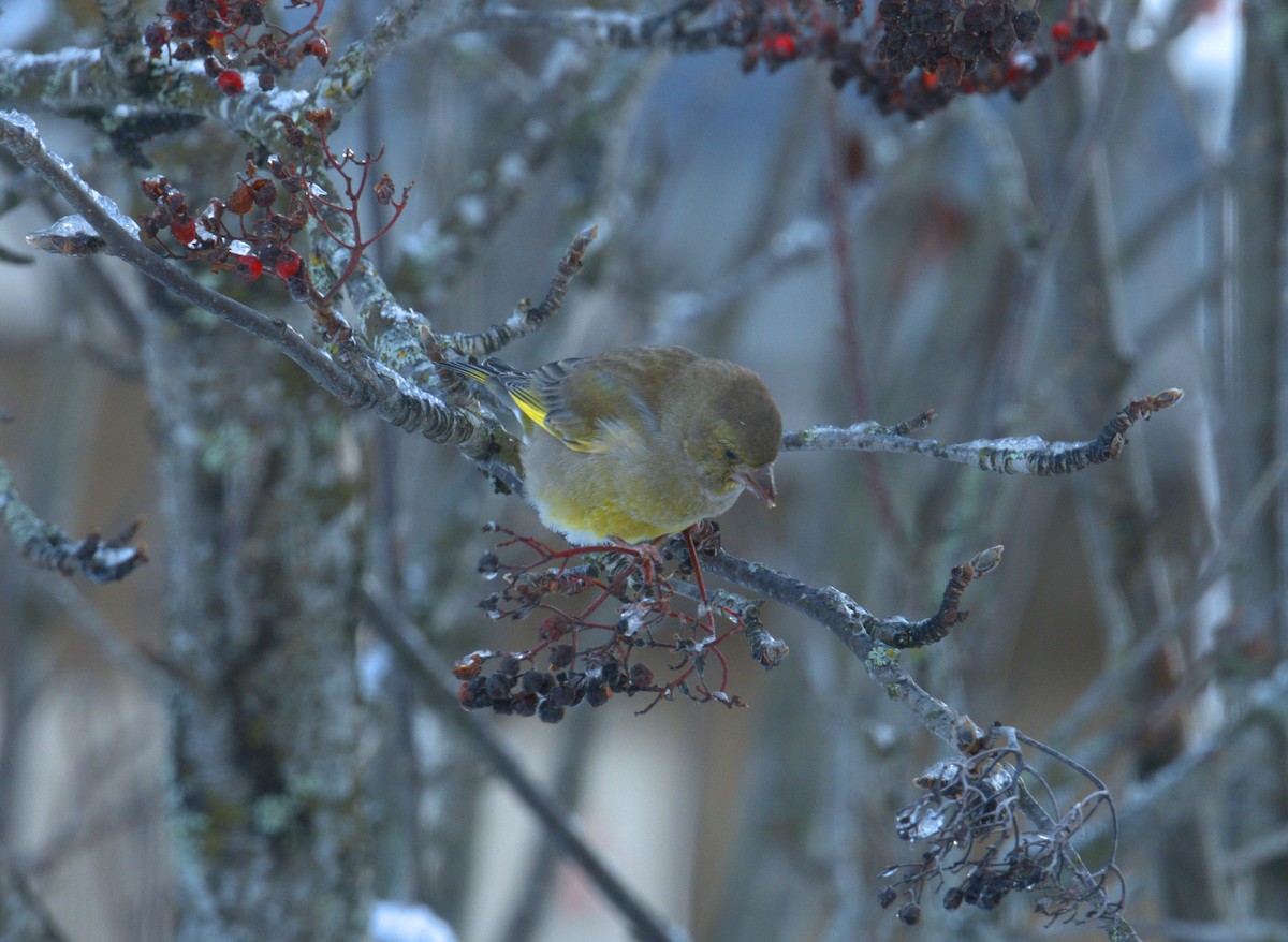European Greenfinch - ML643872183