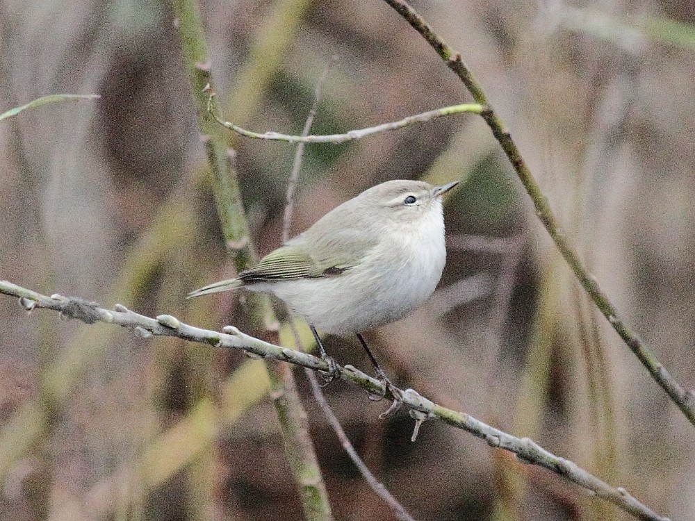 Common Chiffchaff (Siberian) - ML643872186