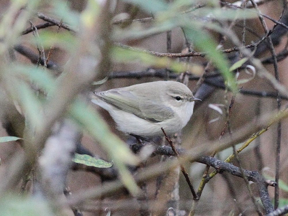 Common Chiffchaff (Siberian) - ML643872191