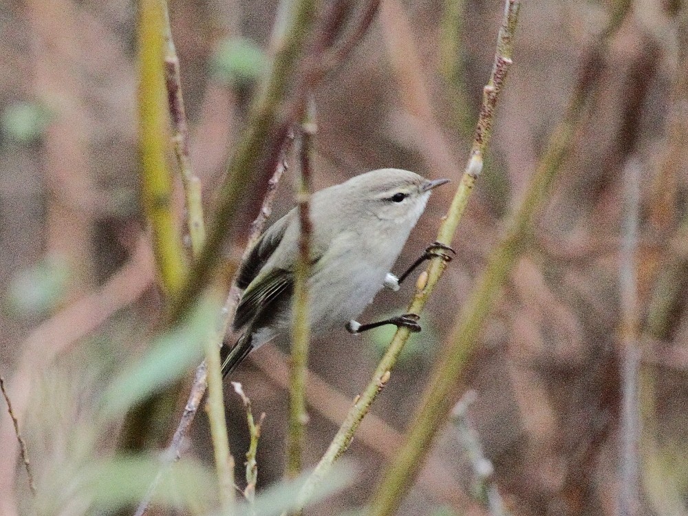 Common Chiffchaff (Siberian) - ML643872192