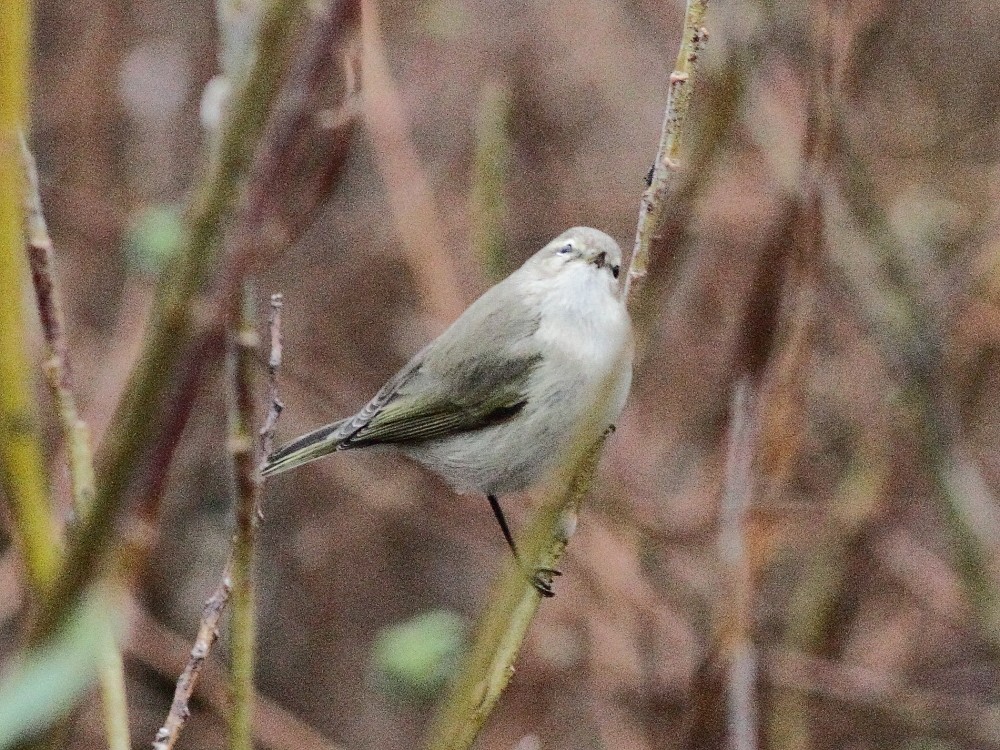 Common Chiffchaff (Siberian) - ML643872193