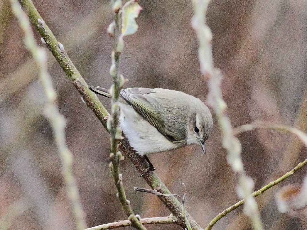 Common Chiffchaff (Siberian) - ML643872194