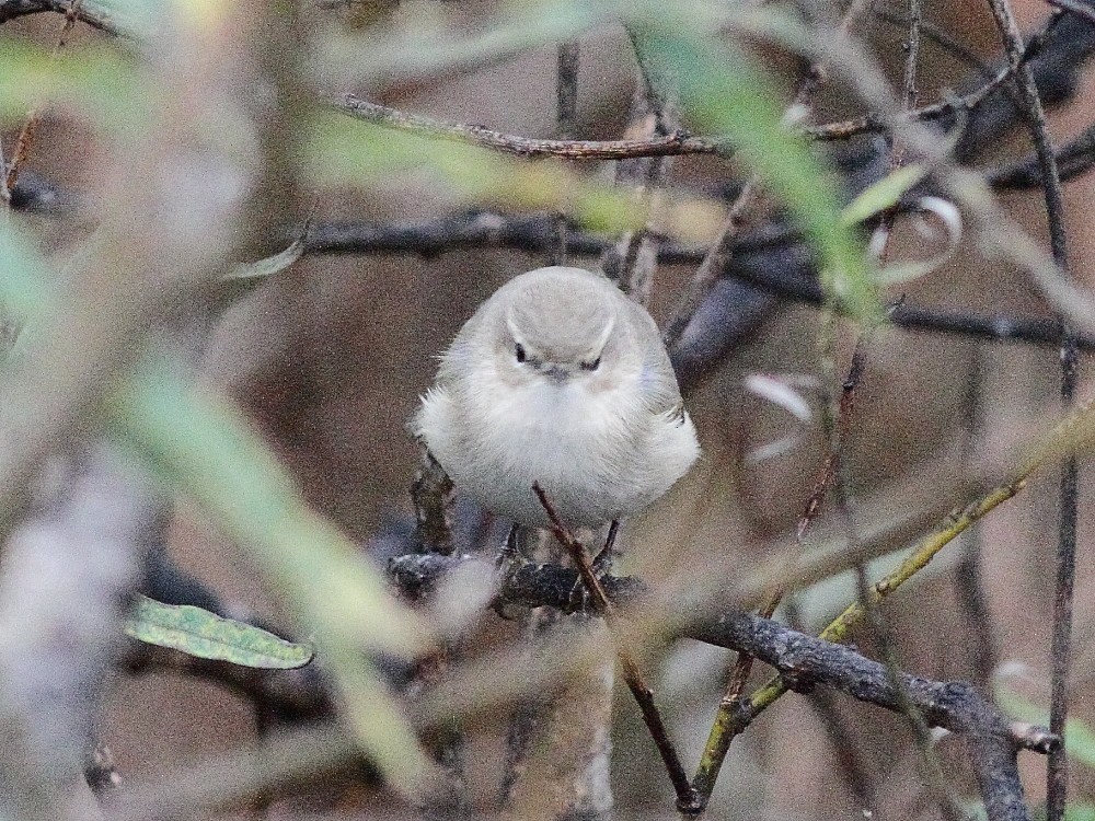 Common Chiffchaff (Siberian) - ML643872195