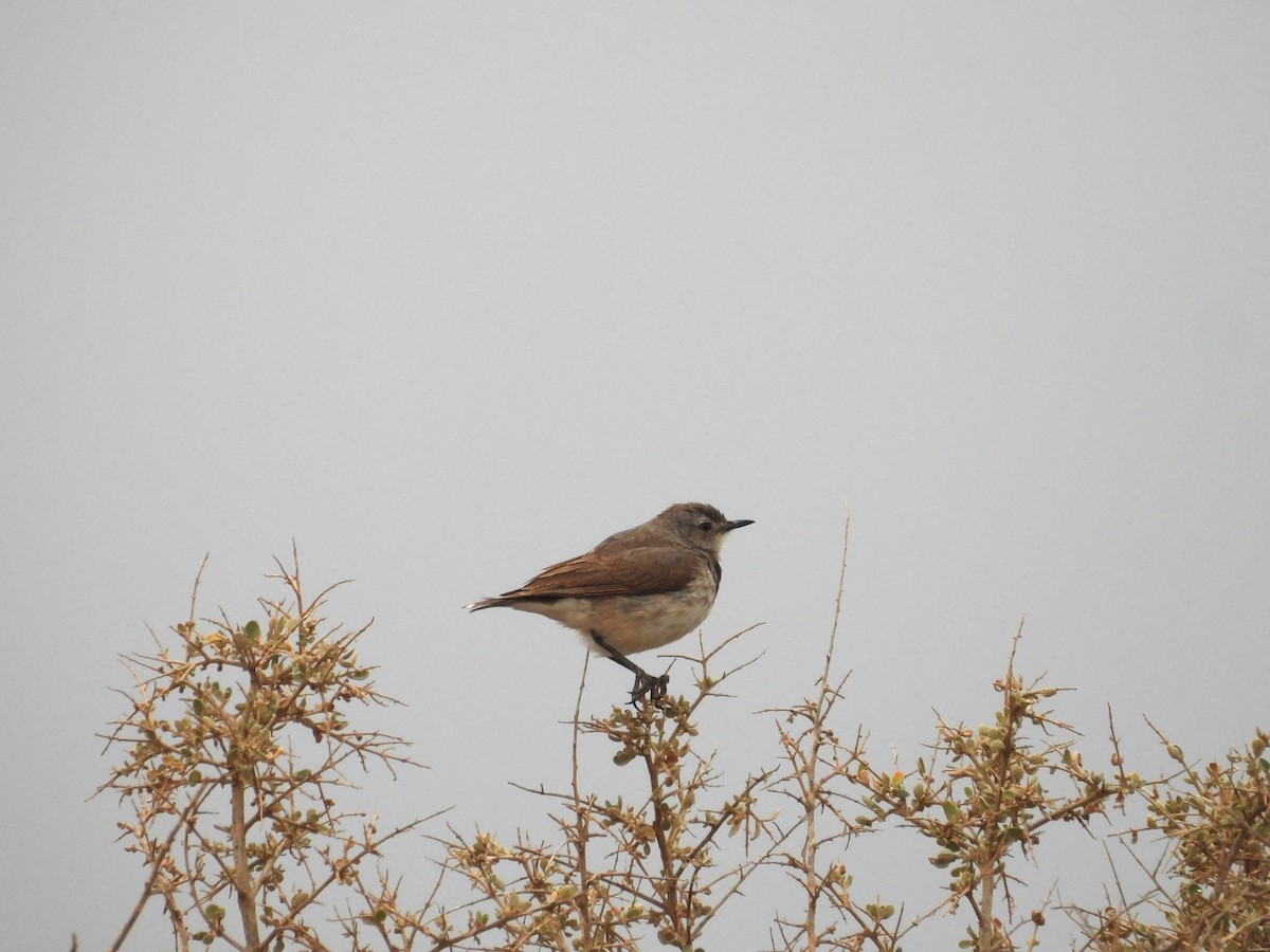 White-fronted Chat - ML643872198
