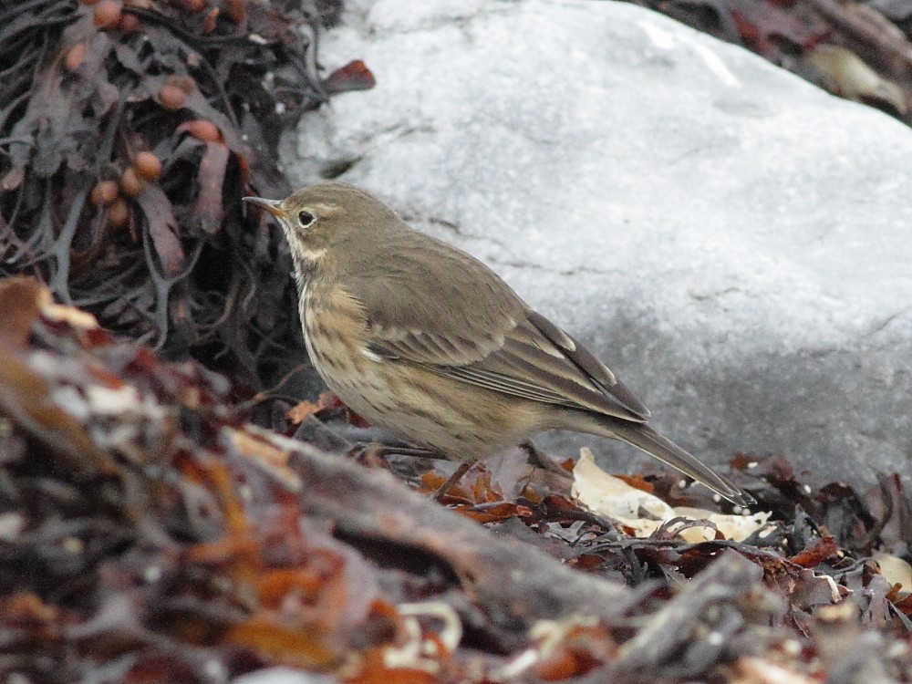 American Pipit - ML643872199