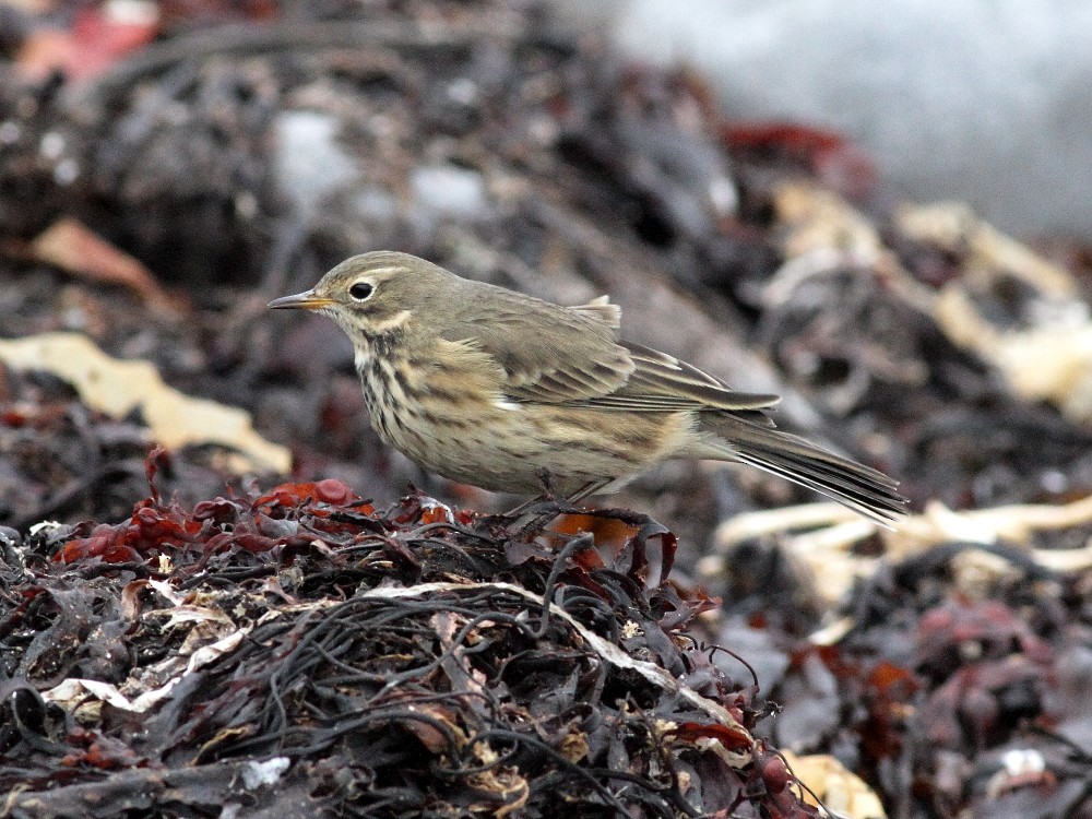 American Pipit - ML643872200