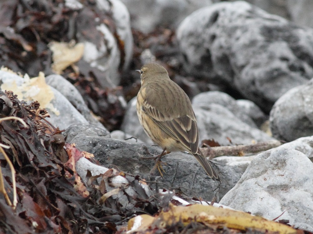 American Pipit - ML643872201