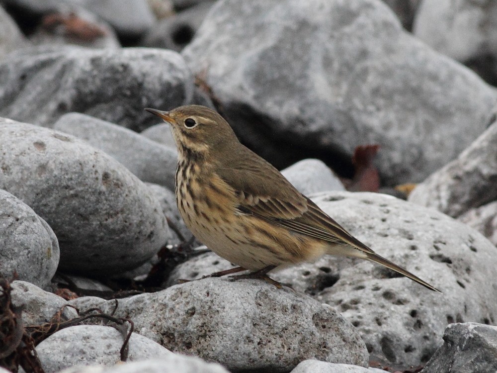 American Pipit - ML643872202