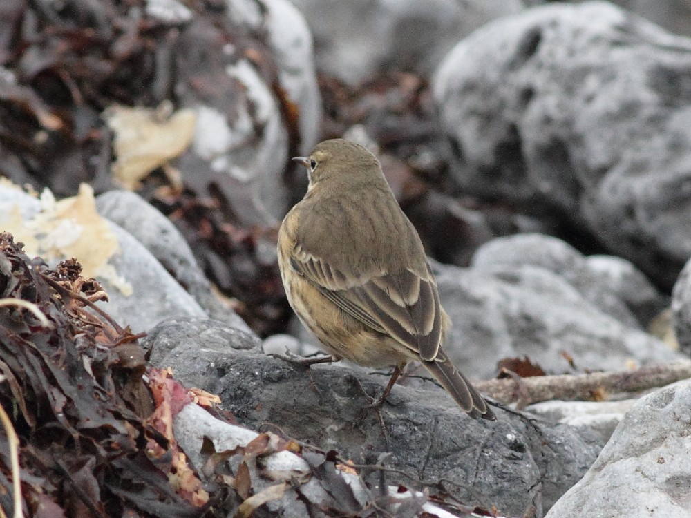 American Pipit - ML643872203