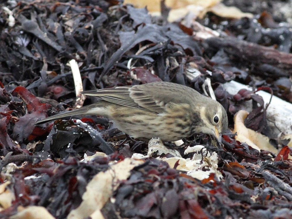 American Pipit - ML643872204