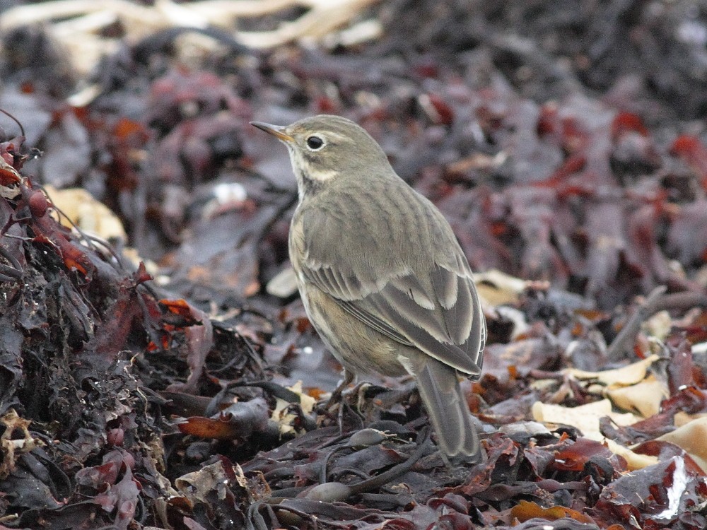 American Pipit - ML643872205