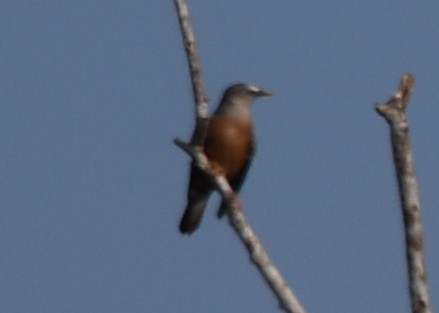gråhodestær - ML643872245