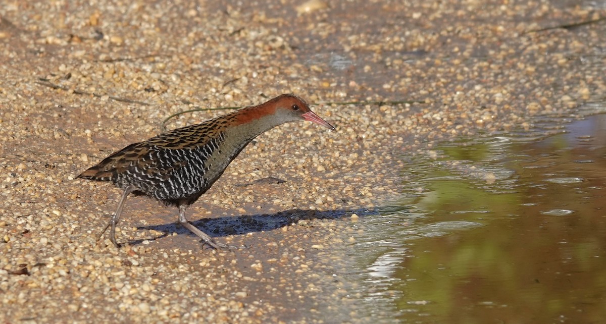 Lewin's Rail - ML643872255