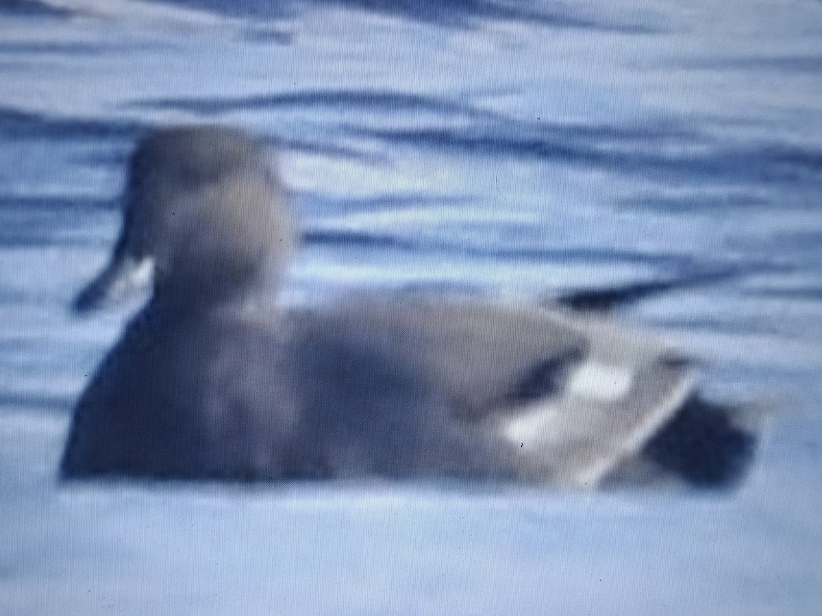 Бор нугас - ML643872260