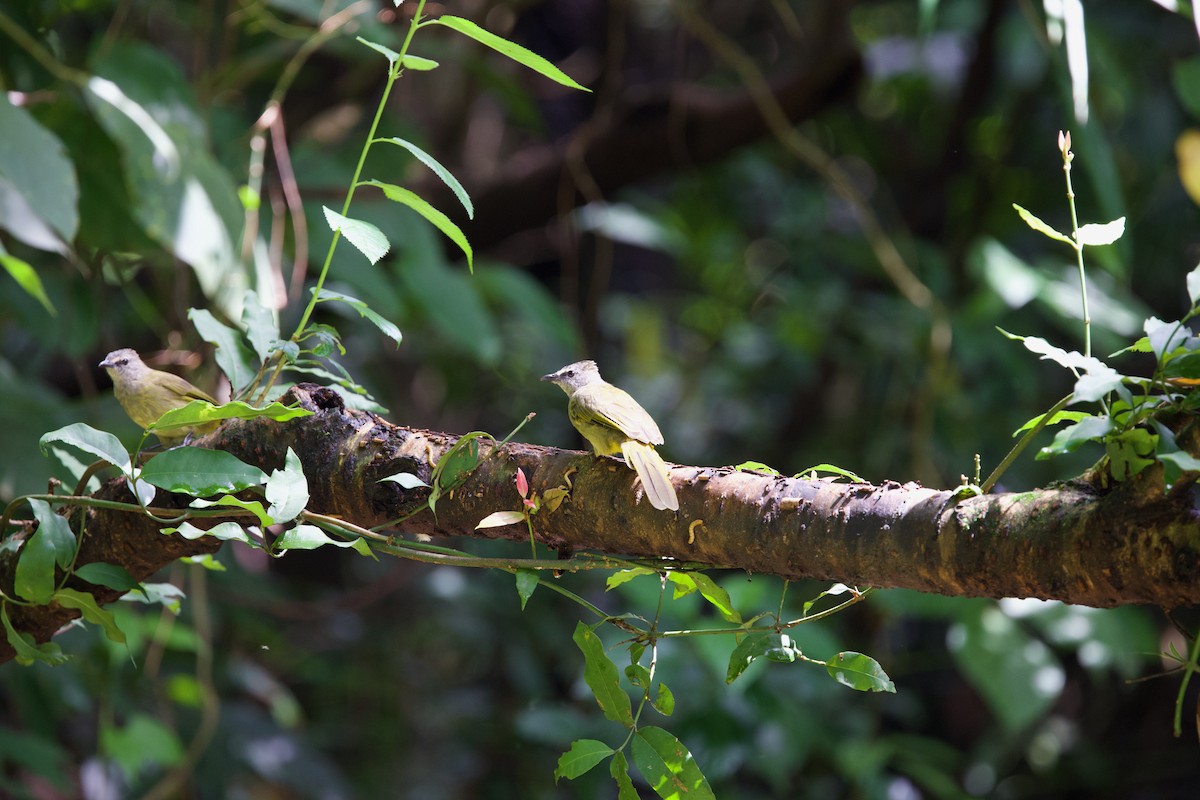 Flavescent Bulbul - ML643872287