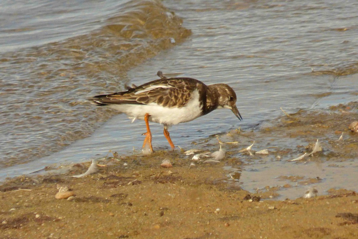 Ruddy Turnstone - ML643872288