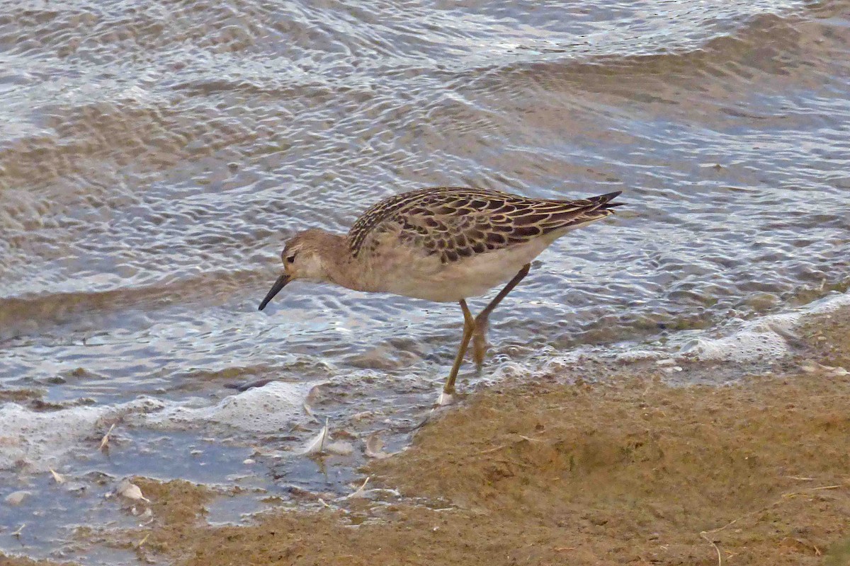 Ноцоо элсэг - ML643872295