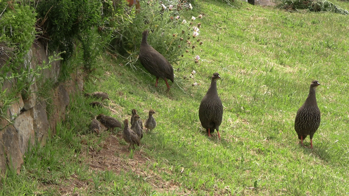 Cape Spurfowl - ML643872296