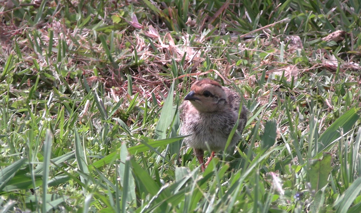 Cape Spurfowl - ML643872297