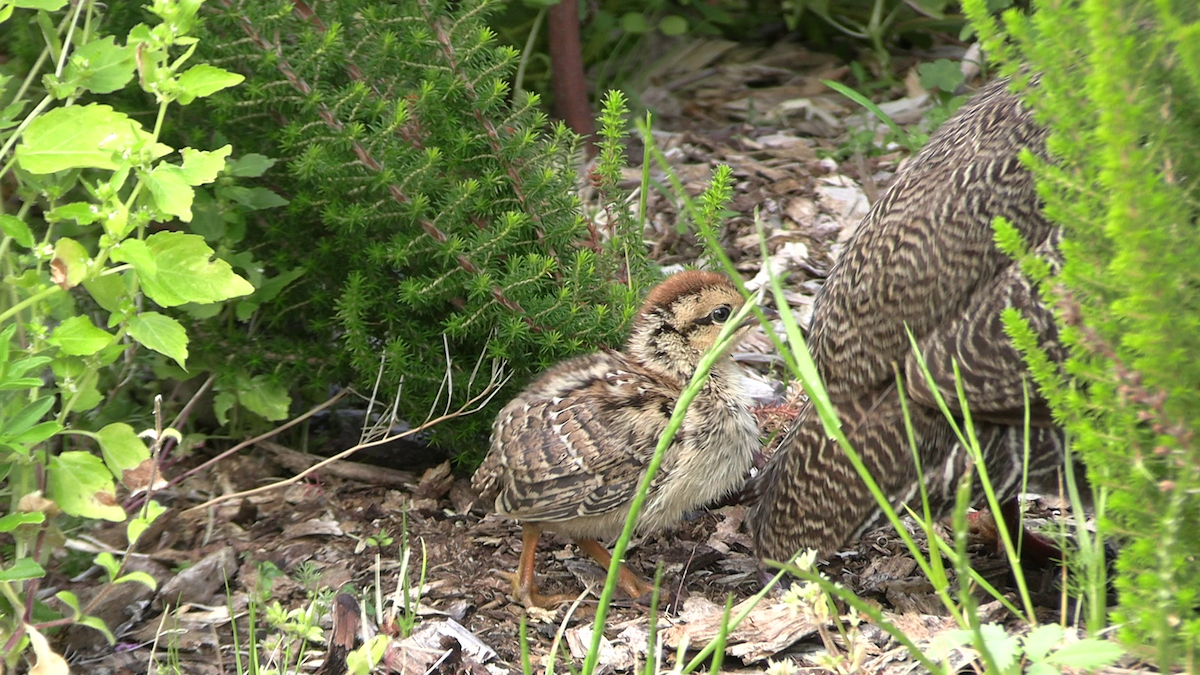 Cape Spurfowl - ML643872299