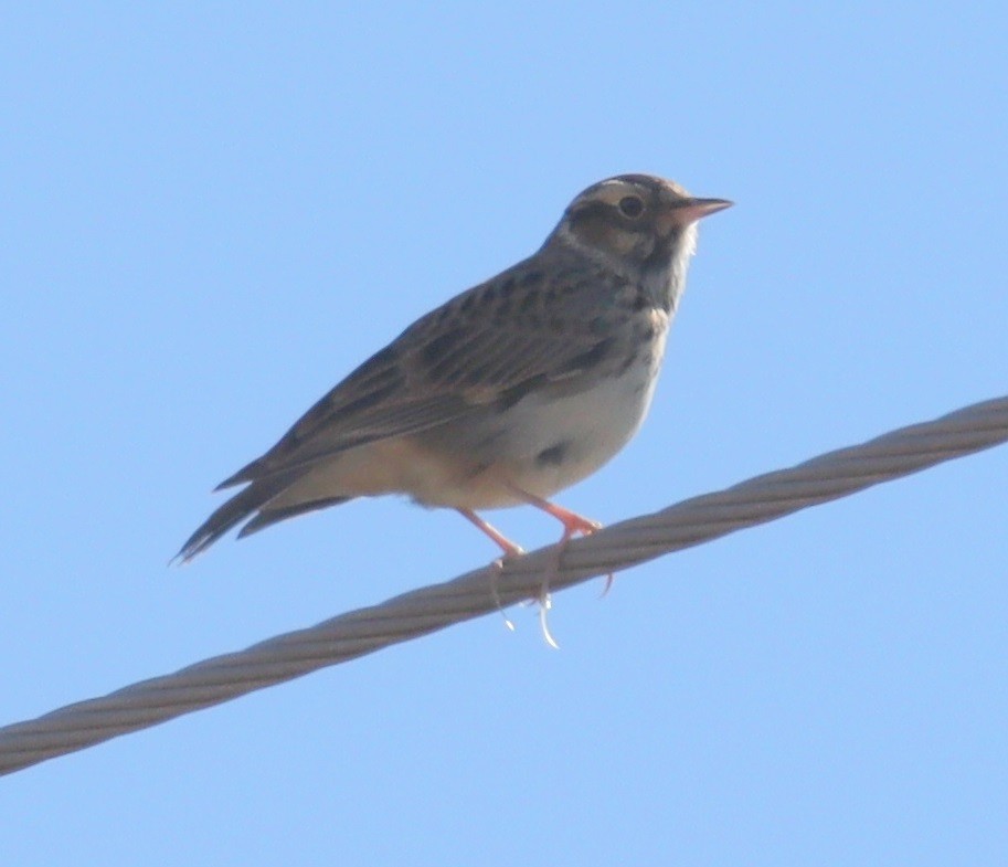 Tottavilla - ML643872320