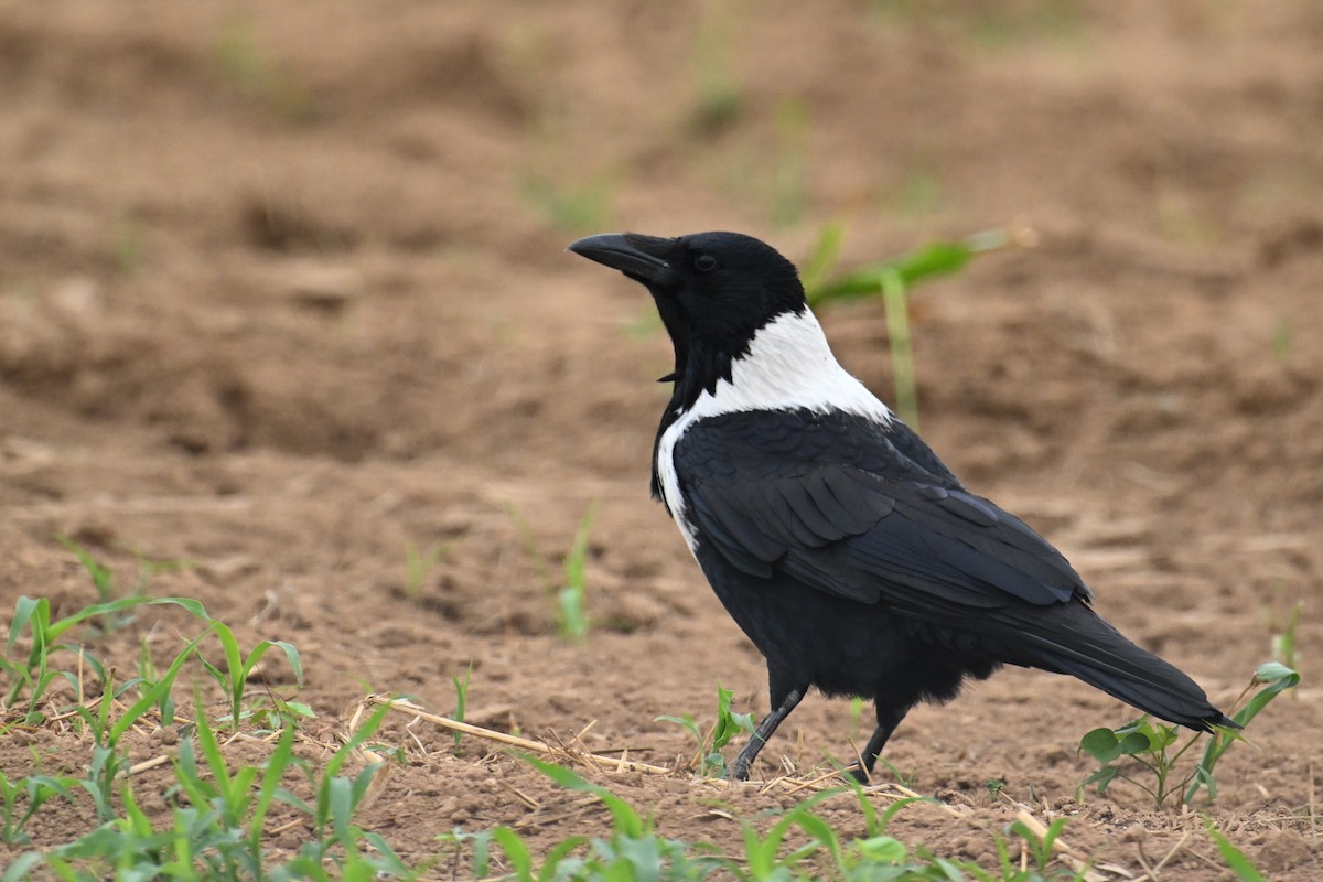 クビワガラス - ML643872338