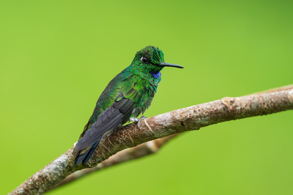 Green-crowned Brilliant - ML643872359