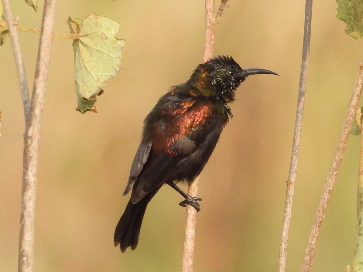 Copper Sunbird - ML643872375