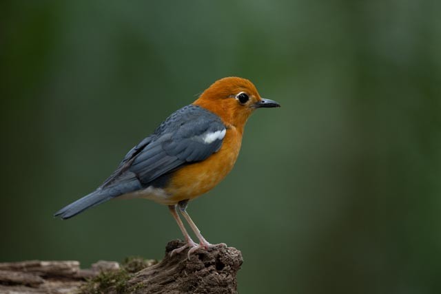Orange-headed Thrush - ML643872382