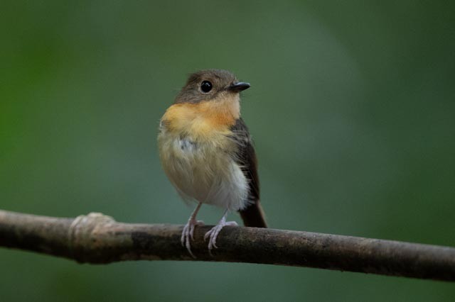 Papamoscas Pechirrufo - ML643872384