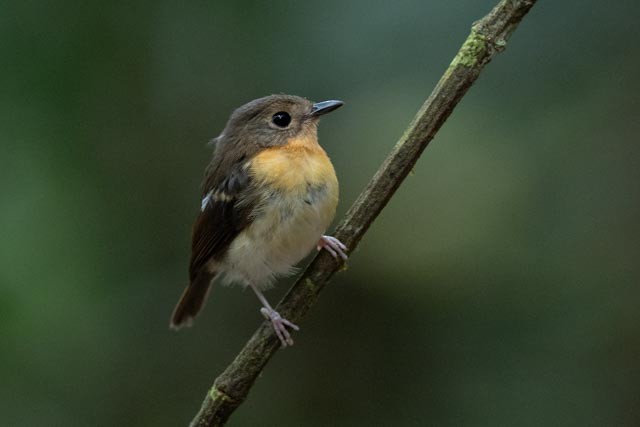 Papamoscas Pechirrufo - ML643872386