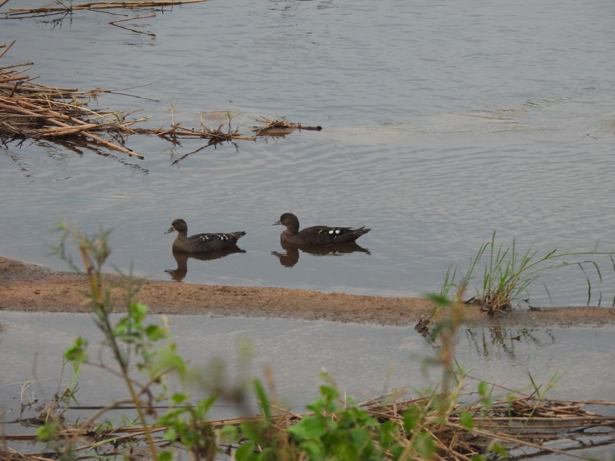Canard noirâtre - ML643872389