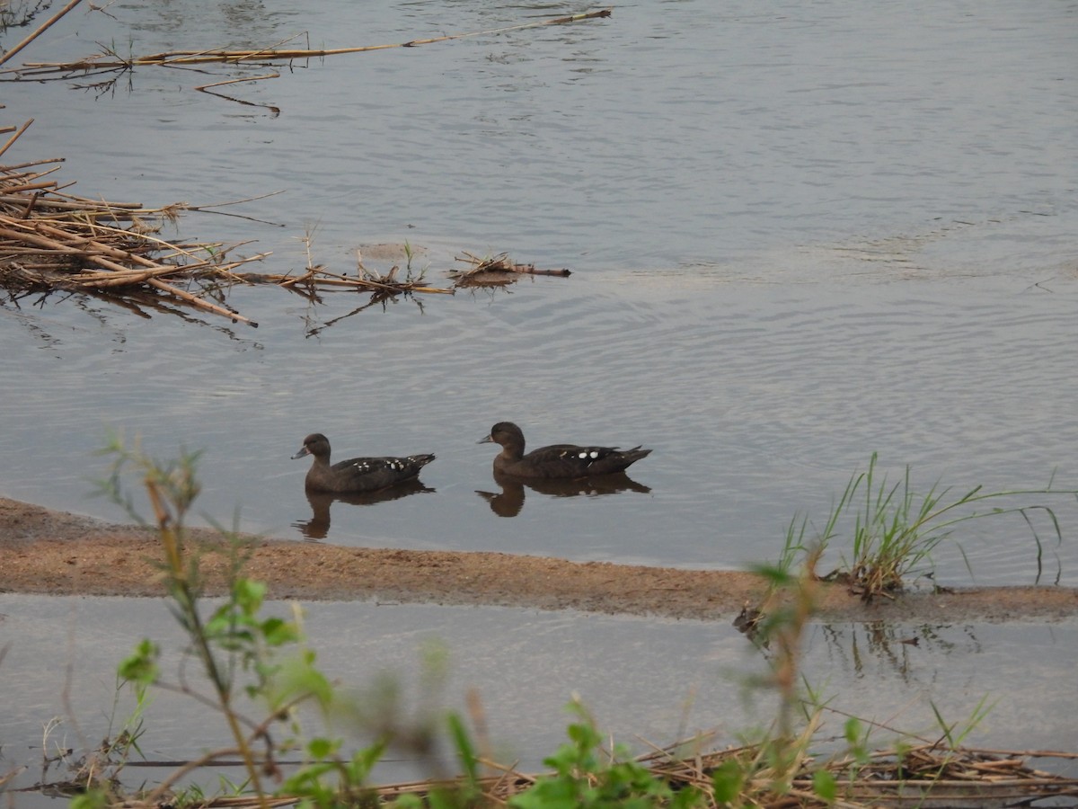 Canard noirâtre - ML643872390